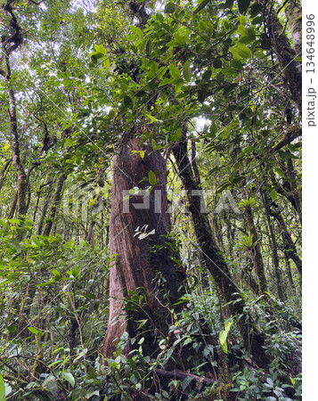 Large tree surrounded by green plants in a forest during daytime 134648996