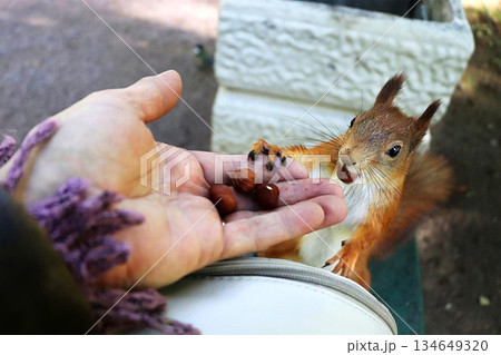 A cute, fluffy squirrel eats nuts right from a person's hand. People in parks help squirrels survive the harsh winter by leaving treats of nuts and seeds in the forest. 134649320