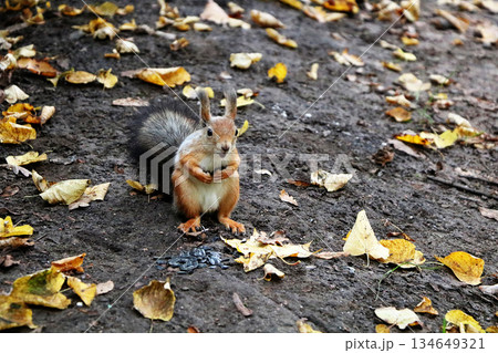 Funny, cute squirrel eats nuts on the first winter blanket of fallen leaves. People in parks help squirrels survive the harsh winter cold by leaving treats of nuts and seeds in the forest. 134649321