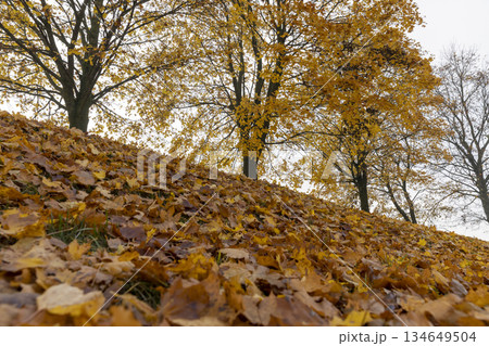 maple trees growing on the hill from which leaves fall to the ground, covered hill in the autumn season, cloudy weather with gray sky 134649504