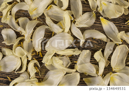 tulip and petals are scattered on an old black wooden table, flower details from a gift bouquet that have wilted and crumbled from long-term storage 134649531