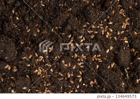 brown fertile soil with the addition of flax seeds to obtain a new crop, a large number of small brown flax seeds scattered on brown soil in the field to harvest flax for industrial use brown fertile soil with the addition of flax seeds to obtain a new crop, a large number of small brown flax seeds scattered on brown soil in the field to harvest flax for industrial use 134649573