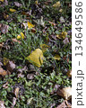 green grass and fallen yellow dry foliage from deciduous trees at the beginning of leaf fall, colorful foliage lying on the ground close up 134649586