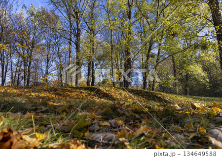 hilly park with deciduous trees in the autumn during the fall, beautiful trees and yellow maple foliage falling to the ground in Indian summer, sunny weather 134649588
