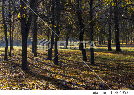 end of October with falling leaves and trees partially with yellow and orange foliage during the fall of leaves, beautiful autumn nature in the park 134649589