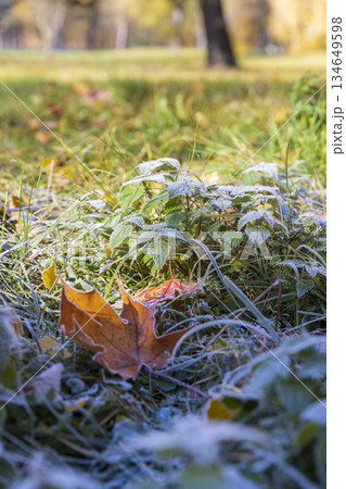 the green grass and yellow foliage of the trees are covered with white frost after the first night frosts in the autumn , dawn in the park and the grass is covered with frost, on some plants the frost 134649598