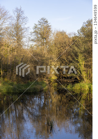 various trees near the shore in the autumn season, a small lake and trees on the shore without foliage during the autumn fall 134649599