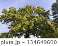 one oak in autumn, part of the foliage of which began to change color to yellow and orange 134649600