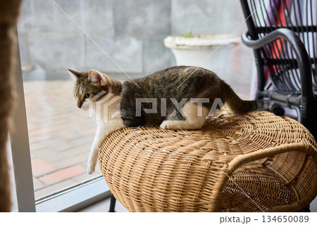 Playful Cats in a Cozy Setting Filled with Joyful Atmosphere and Amusement Awaits Playful Cats in a Cozy Setting Filled with Joyful Atmosphere and Amusement Awaits 134650089