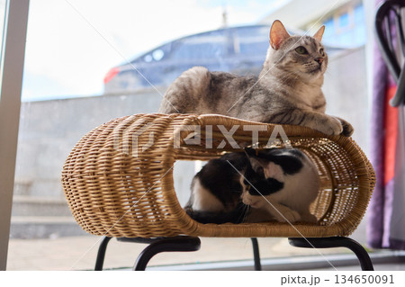 Playful Cats in a Cozy Setting Filled with Joyful Atmosphere and Amusement Awaits 134650091