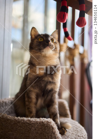 Felidae scratching wood wall, carnivore pet supply with whiskers and snout Felidae scratching wood wall, carnivore pet supply with whiskers and snout 134650114