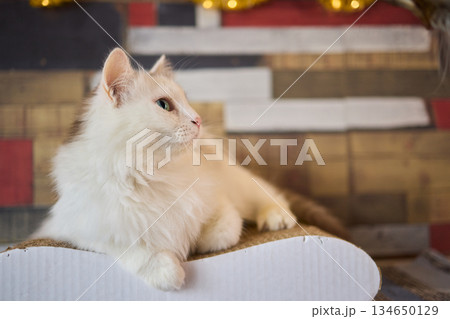 Felidae scratching wood wall, carnivore pet supply with whiskers and snout 134650129