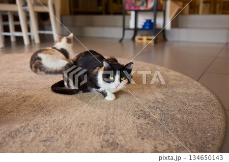 A Wonderful Gathering of Adorable Cats Happening in a Cozy Indoor Space Atmosphere 134650143