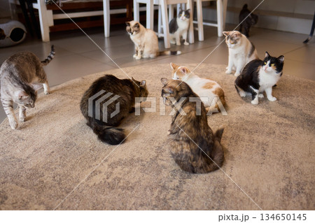 A Wonderful Gathering of Adorable Cats Happening in a Cozy Indoor Space Atmosphere 134650145