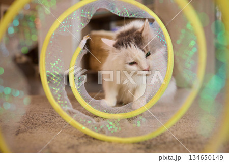 A Joyful Cat Exploring a Colorful Tunnel Filled with Fun Activities and Excitement A Joyful Cat Exploring a Colorful Tunnel Filled with Fun Activities and Excitement 134650149