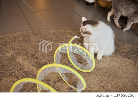 A Joyful Cat Exploring a Colorful Tunnel Filled with Fun Activities and Excitement 134650150