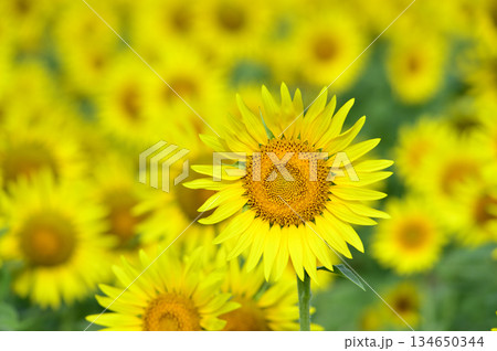 夏といえば　向日葵 134650344