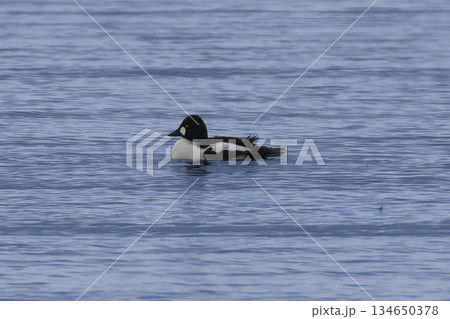 湖に飛来したホオジロガモ 134650378