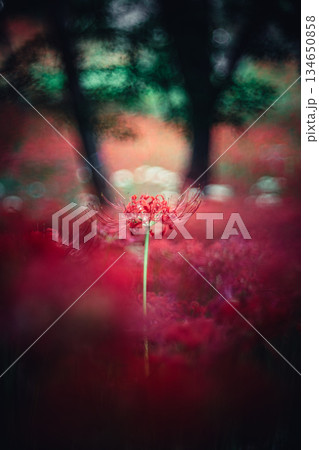 木立の中で咲く彼岸花 木立の中で咲く彼岸花 134650858