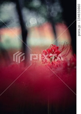 木立の中で咲く彼岸花 134650860