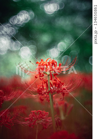 木立の中で咲く彼岸花 木立の中で咲く彼岸花 134650861