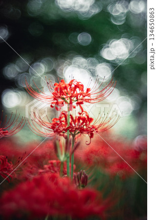 木立の中で咲く彼岸花 134650863