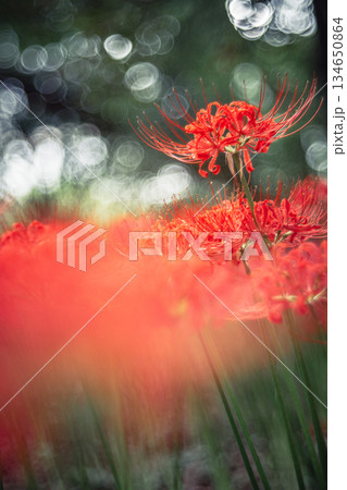 木立の中で咲く彼岸花 木立の中で咲く彼岸花 134650864