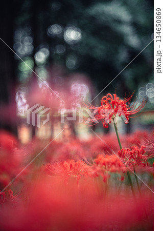 木立の中で咲く彼岸花 134650869