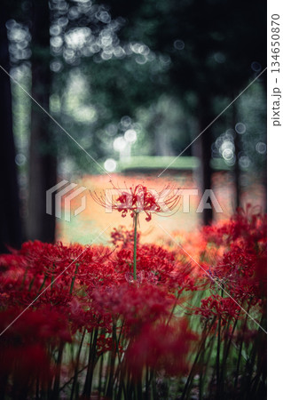 木立の中で咲く彼岸花 134650870