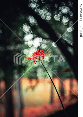 木立の中で咲く彼岸花 134650873