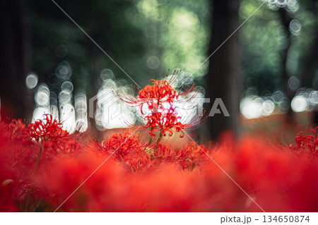 木立の中で咲く彼岸花 134650874