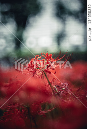 木立の中で咲く彼岸花 134650880