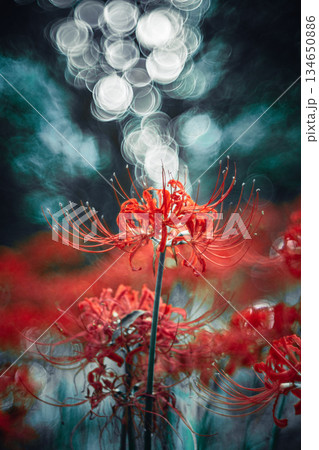 バブルボケに包まれた彼岸花 バブルボケに包まれた彼岸花 134650886