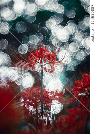 バブルボケに包まれた彼岸花 バブルボケに包まれた彼岸花 134650887