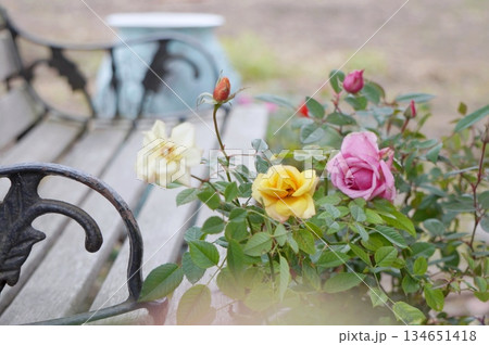 薔薇 134651418