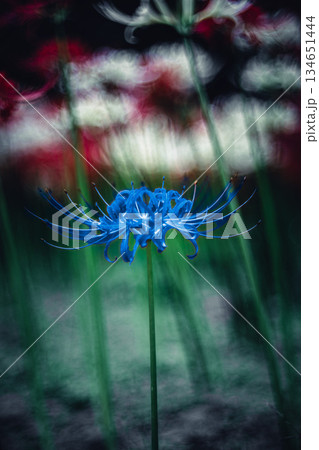 青い彼岸花のクローズアップ 134651444