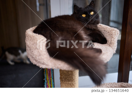 The calm cat is nestled in its cozy bed, enjoying restfulness and showing its beauty The calm cat is nestled in its cozy bed, enjoying restfulness and showing its beauty 134651640