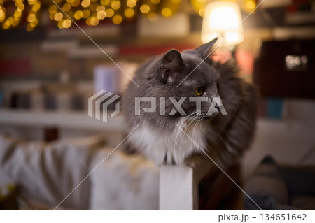 A Cute Cat lounging comfortably in a Bright and inviting Living Room filled with light 134651642
