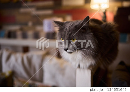 A Cute Cat lounging comfortably in a Bright and inviting Living Room filled with light 134651643