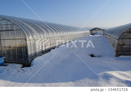 豪雪地方のビニールハウス 豪雪地方のビニールハウス 134651728
