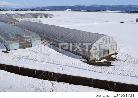 豪雪地方のビニールハウス 豪雪地方のビニールハウス 134651731