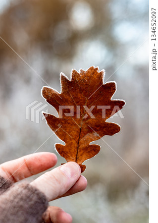 Hand holding a single frosted brown oak leaf against a blurred winter forest background. A dry oak leaf with frost crystals on the edges. Fall season. Hand holding a single frosted brown oak leaf against a blurred winter forest background. A dry oak leaf with frost crystals on the edges. Fall season. 134652097