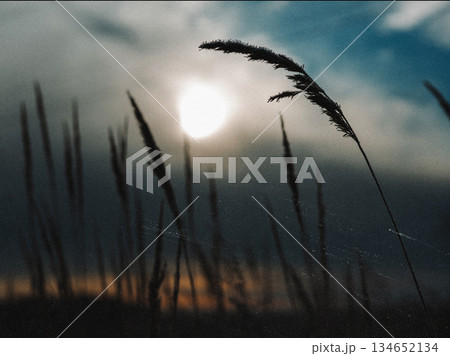 Silhouette of tall grass against a dramatic sky at sunset. The sun peeks through the clouds, casting a warm glow on the field of grass. Silhouette of tall grass against a dramatic sky at sunset. The sun peeks through the clouds, casting a warm glow on the field of grass. 134652134