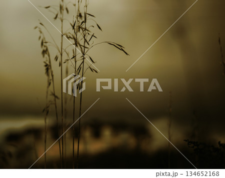 The image captures the delicate beauty of nature with a soft, dreamlike quality. Silhouette of tall green grass against a hazy golden-toned background The image captures the delicate beauty of nature with a soft, dreamlike quality. Silhouette of tall green grass against a hazy golden-toned background 134652168
