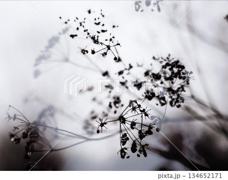 Floral tenderness. Abstract black and white image of delicate seed heads against a soft background Wildflowers in a minimalist style growing in a wild Floral tenderness. Abstract black and white image of delicate seed heads against a soft background Wildflowers in a minimalist style growing in a wild 134652171