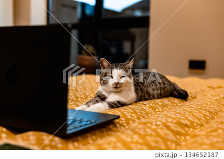 Cat relaxing on a bed with a laptop, looking at the screen. A tabby cat is lying on a bed with a black laptop. Animal using a notebook. Cat relaxing on a bed with a laptop, looking at the screen. A tabby cat is lying on a bed with a black laptop. Animal using a notebook. 134652187