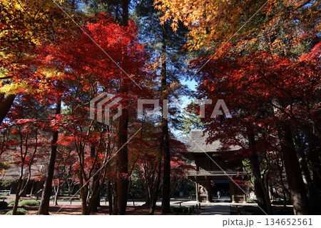 紅葉した山門まわりの木々 12月新座31山門の紅葉・平林寺 紅葉した山門まわりの木々 12月新座31山門の紅葉・平林寺 134652561