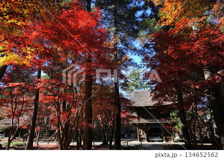 紅葉した山門まわりの木々 12月新座32山門の紅葉・平林寺 紅葉した山門まわりの木々 12月新座32山門の紅葉・平林寺 134652562