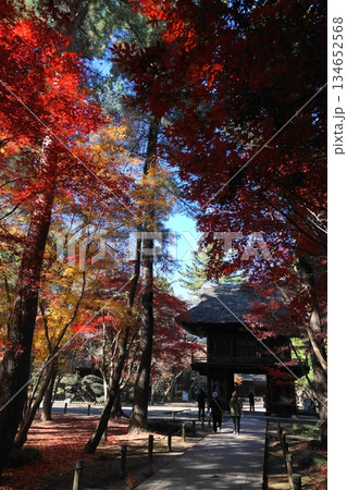 紅葉した山門まわりの木々 12月新座38山門の紅葉・平林寺 紅葉した山門まわりの木々 12月新座38山門の紅葉・平林寺 134652568