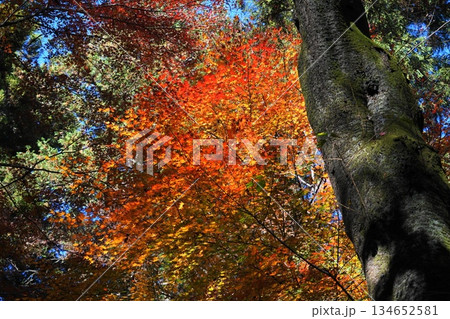 平林寺の紅葉した木々 12月新座51境内の紅葉・平林寺 平林寺の紅葉した木々 12月新座51境内の紅葉・平林寺 134652581